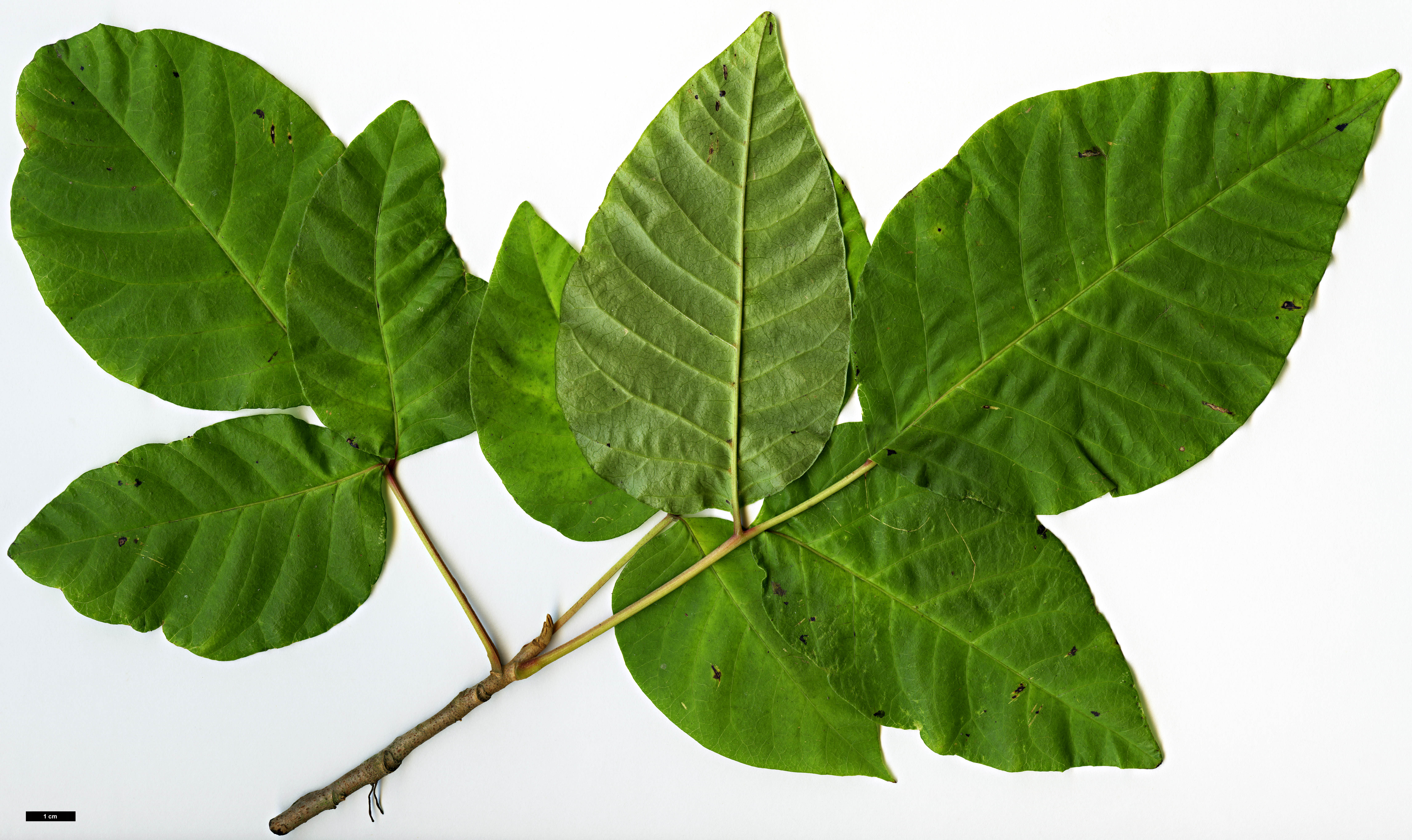 High resolution image: Family: Anacardiaceae - Genus: Rhus - Taxon: ambigua - SpeciesSub: f. rishiriensis